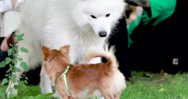 Güzel Samoyed erkeği Chihuahua ile tanışır. Büyük ve küçük köpekler. Köpeklerin sosyalleşmesi