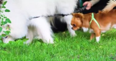 Komik chihuahua köpeği samoyla tanışır. Köpek Sosyalleşmesi