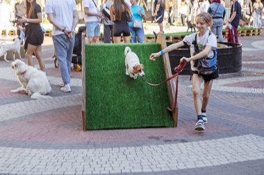 happy girl trains a grown-up Jack Russell Terrier puppy on a training ground on a sunny day. Agility clipart