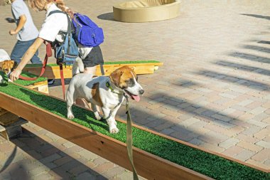 Güneşli bir günde antrenman sahasında büyümüş yavru köpek Jack Russell Terrier. Çeviklik