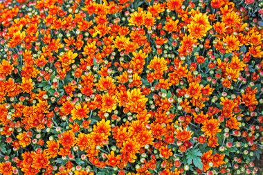 Küçük portakal kasımpatılarının arka planı. Sonbahar ve Azizler Günü Cadılar Bayramı