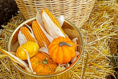 Bal kabakları ve olgun mısır kafalar sepette. Sonbahar ve Azizler Günü Cadılar Bayramı