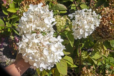 Bahçede çiçek açan beyaz ortanca çalısı. Peyzaj tasarımı