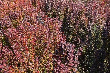 background of barberry bushes in the garden. Hedge. landscape design clipart