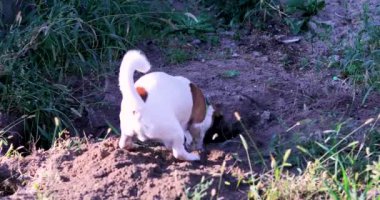 Çalışan köpek yavrusu Jack Russell Terrier bir hayvan bulmak için yerde bir çukur kazıyor. bir hayvan için cynology ve eğitim