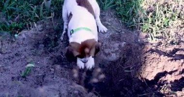 Komik çalışan köpek Jack Russell Terrier köpek yavrusu yerde iki pençesiyle bir çukur kazıyor..