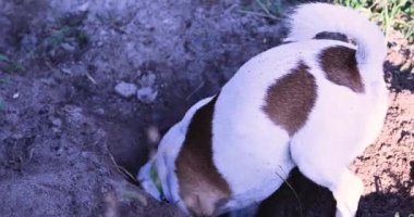 Komik Jack Russell Terrier köpeği bahçede bir çukur kazıyor..
