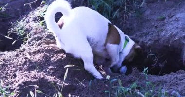 Komik çalışan köpek Jack Russell Terrier köpeği yerde iki pençesiyle bir çukur kazıyor. cynology ve eğitim.