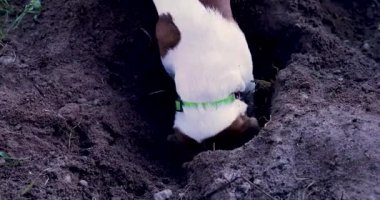 Komik çalışan köpek yavrusu Jack Russell bir hayvan bulmak için yerde bir çukur kazıyor. Bir hayvan için cynology ve eğitim