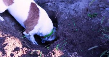 Çalışan köpek Jack Russell Terrier köpeği yerde iki pençesiyle bir çukur kazıyor. cynology ve eğitim