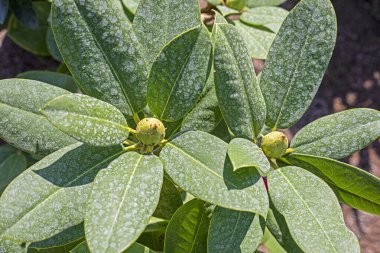 Rhodschdendron with green buds top view. Floriculture clipart