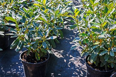Yeşil tomurcuklu Rhodshdendron çömlek manzaralı. Çiçekçilik