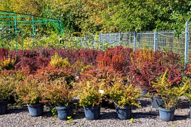 Süslü çalılar ve bitkiler çocuk odasında. Bahçe işleri, bitkilerin bakımı ve yetiştirilmesi. peyzaj tasarımı