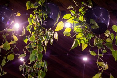 Çatı katının içinde arka ışıklandırmalı canlı çiçekler. Modern iç mimari