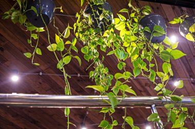 Çatı katının içinde arka ışıklandırmalı canlı çiçekler. Modern iç mimari