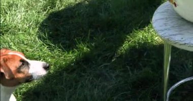 Komik Jack Russell Terrier köpeği güneşli bir günde ızgara et ve mısır kokluyor.