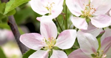 Çiçek açan elma, genç bir ağaçta çiçek açar. Çiftlik