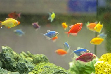 İç kısımdaki şık bir akvaryumda çok renkli balıklar.