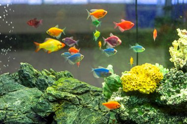 İç kısımdaki şık bir akvaryumda çok renkli balıklar.