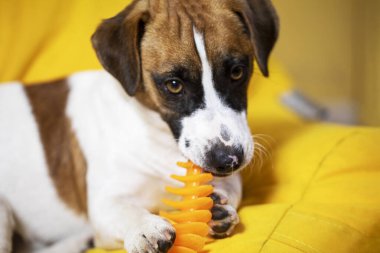 Yakın plan komik Jack Russell Terrier köpek yavrusu dişlerini temizlemek için turuncu oyuncakla gülümsüyor. Köpeklerin ve diğer evcil hayvanların hijyen ve temizlik dişleri.