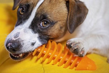 Köpek yavrusu Jack Russell Terrier dişlerini temizlemek için turuncu oyuncakla gülümsüyor. Köpeklerde hijyen ve diş temizliği.