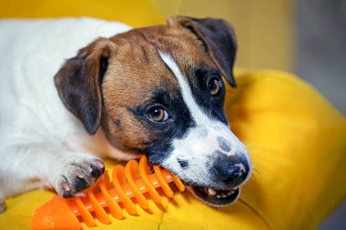 Şirin köpek yavrusu Jack Russell Terrier diş temizleme oyuncağıyla sırıtıyor. Köpeklerde hijyen ve diş temizliği.