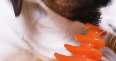 Komik köpek yavrusu Jack Russell Terrier dişlerini temizlemek için turuncu bir oyuncakla gülümsüyor. Köpeklerin ve diğer evcil hayvanların hijyen ve temizlik dişleri..