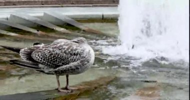 Martı çeşmenin yanında banyo yapar ve tüylerini temizler. Çevresel ve kuş koruma