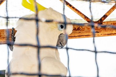 Kafesteki beyaz papağan. Kuşların korunması ve tedavi edilmesi