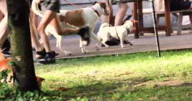 Halka açık bir yerde farklı türde köpeklerle yürümek. Hayvanların eğitimi ve eğitimi