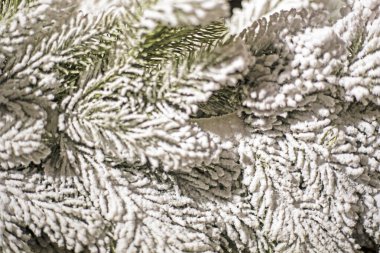 natural background of Christmas tree branches sprinkled with snow clipart