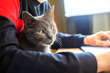 cute burmese cat sits on owner's lap while he works. programming and cat, antistress clipart