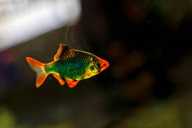 Akvaryumda yeşil tetra balığı. Akvaryumcular. Hayvan koruması.