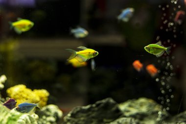 Akvaryumda yeşil tetra balığı. Akvaryumcular. Hayvan koruması.