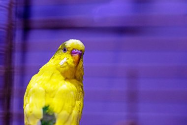 cute yellow budgie on purple background clipart