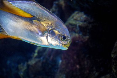 Trachinotus falcatus in a huge aquarium on a blue background spits downwards clipart