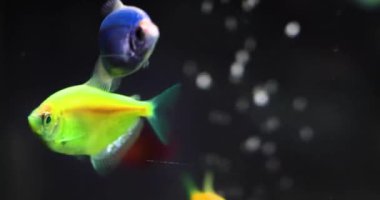 Akvaryumdaki güzel floresan balıkları.