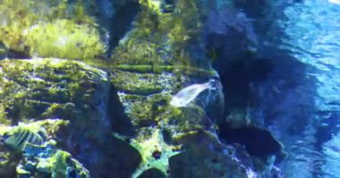 Yosun ve taş arasında derinlerde yüzen balık sürüleri. Çevre koruma