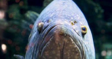 Sudaki büyük balık ya da kaplan leoparı. Çevre koruma.