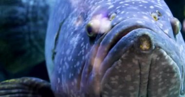 Dev balık ya da kaplan leoparı. Çevre koruma