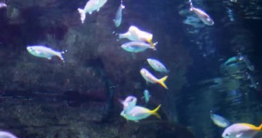 çizgili güzel Discus akvaryumdaki yansımalarla.