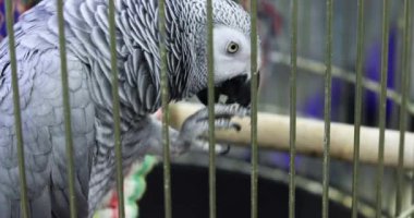 Gri papağan kafesin içinde bir fındık yiyor..