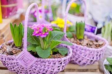 hyocinth and primrose in a lilac basket. Preparing for the holiday clipart