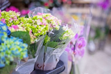 Yakın plan çiçekler mavi ve pembe ortanca. Çiçeklerin büyümesi ve hastalıkları. Kadınlar Günü