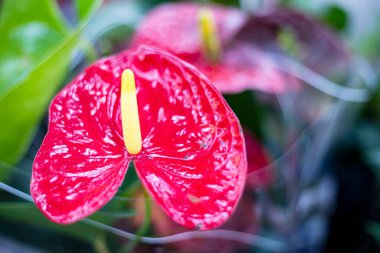 Yakın plan kırmızı çiçek anturyumu. Aşkın sembolü. Kadınlar Günü, Anneler Günü