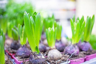 Bir seradaki çömleklerde hyocinth. Bahar geldi. Tatil için hazırlanıyor.