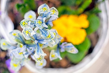 delicate cardinal irises in a basket. Spring has come. women's day clipart