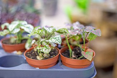 Hypoestes sempervirens yaprakları taşıyor. Çiçek yetiştirmenin sırları. Peyzaj tasarımı