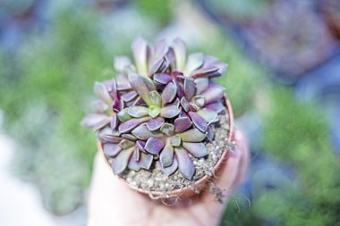 holding a small pot of Anacampseros. Growing succulents clipart