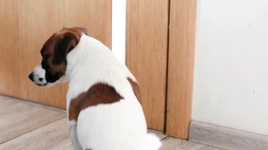 Jack Russell Terrier kapalı odanın kapısında bekliyor.